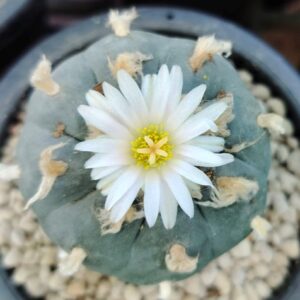 Lophophora Williamsii variety Grandiflora