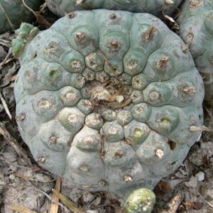 L.W Texas variety Webb county