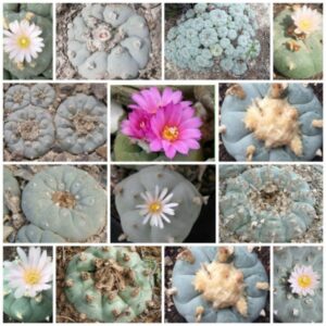 L.W 2 different varieties