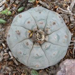 Lophophora Williamsii Texas County variety Big Bend
