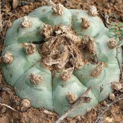 Lophophora Williamsii variety El Tecolote