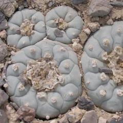 L.W variety Coahuila El Amparo