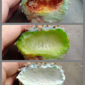 Peyote rot and prevention-1 bottle 100cc