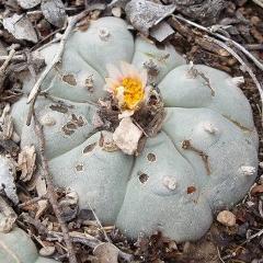 L.W variety El Carmen, Nuevo Leon, 2070 m