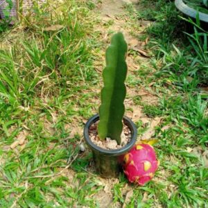 Hylocereus “Dragon Fruit” Cutting 10 to 15 cm high