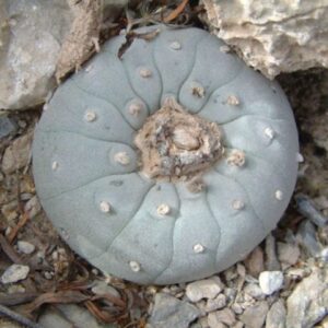 L. Fricii variety White Flower