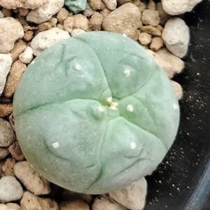 L.W variety El Carmen Nuevo Leon Cactus 2.5 to 3cm diameter