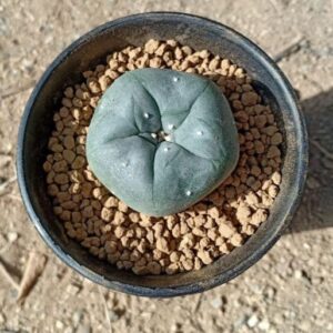 Pot special Lophophora-small size