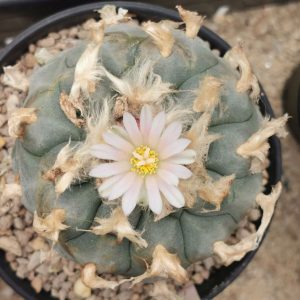 Lophophora williamsii variety La Cardona Zacatecas