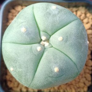 Lophophora Williamsii variety Ogata 2.5 to 3cm cactus plant