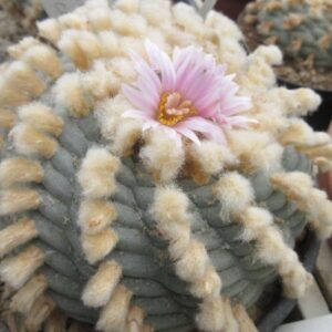 L.W Coahuila variety Sierra Santa Rosa melchor Múzquiz