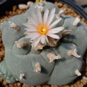 L.W variety Pentagona